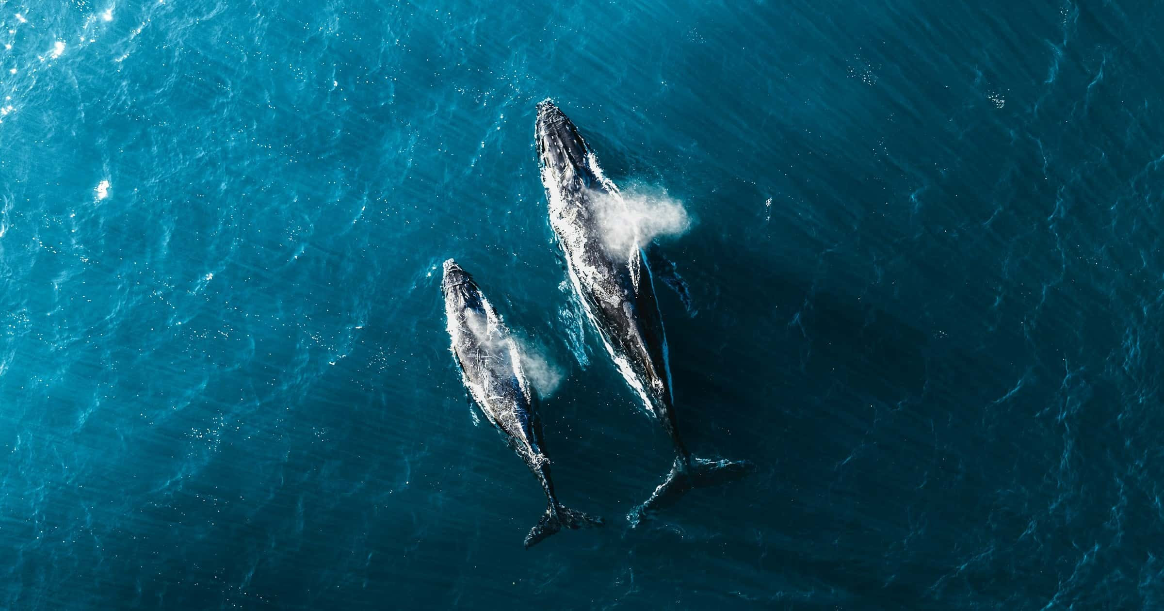 Marine Megafauna in Sailing Guidelines shortlisted for Sport Positive Award