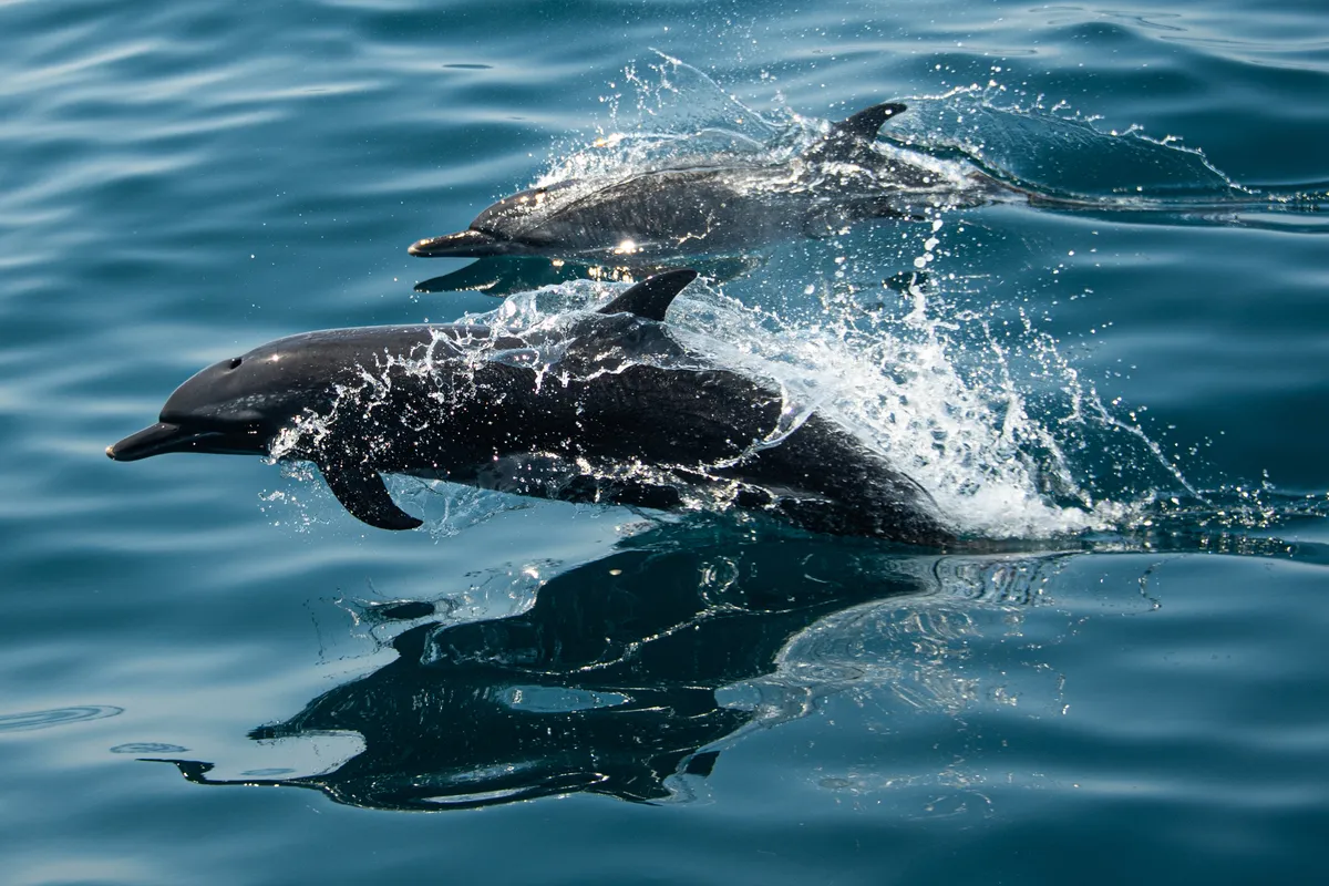 Ocean Race & Mission Blue team up to inspire ocean protection | Marine ...