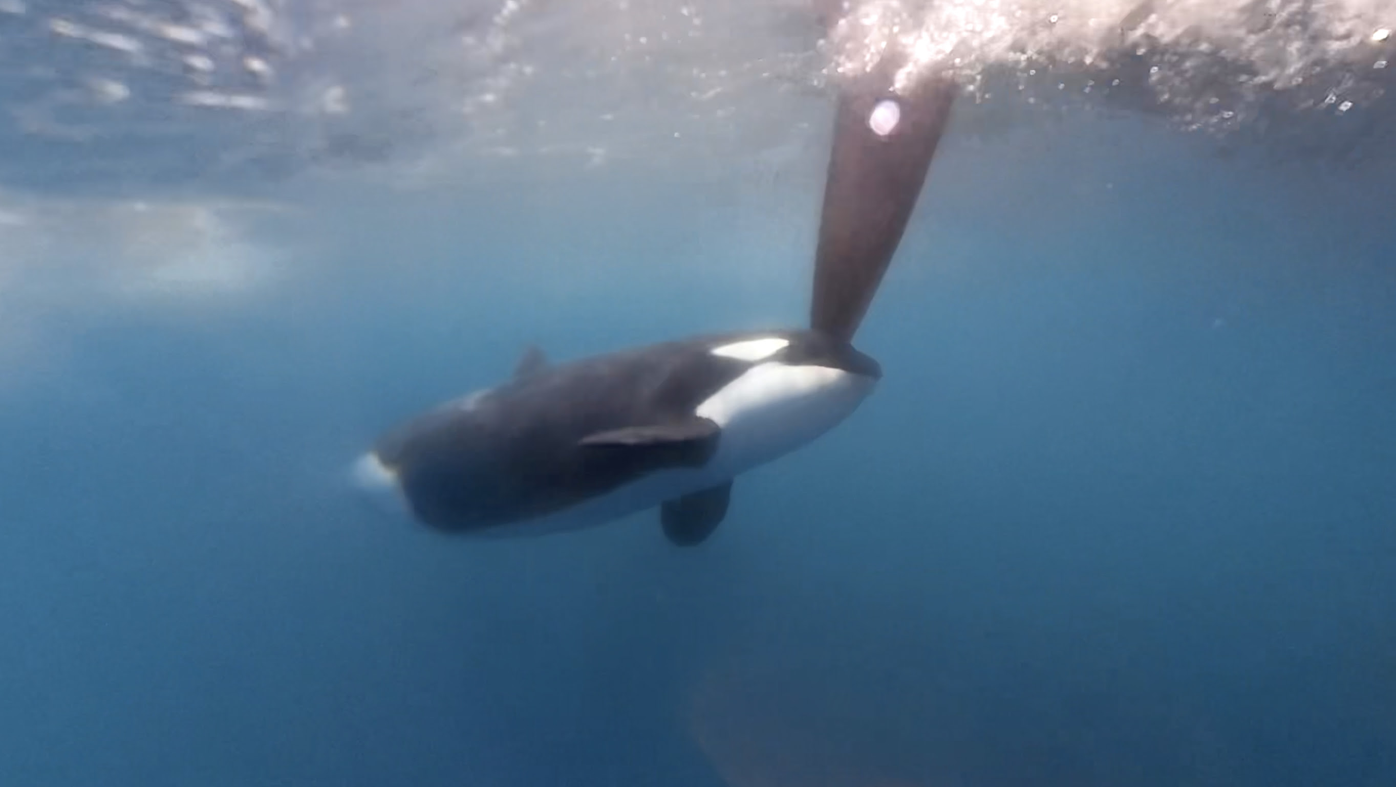 Ocean Race Orca encounter: “This was a scary moment” video