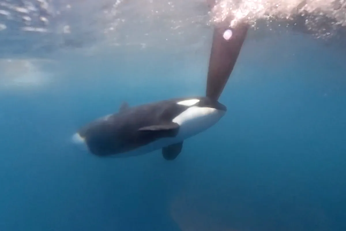 Ocean Race Orca encounter: “This was a scary moment” video