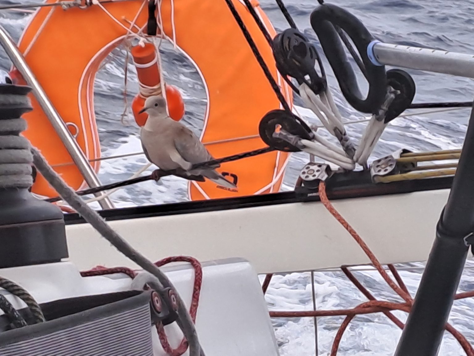 French skipper François Gouin qualifies for Global Solo Challenge with Kawan3