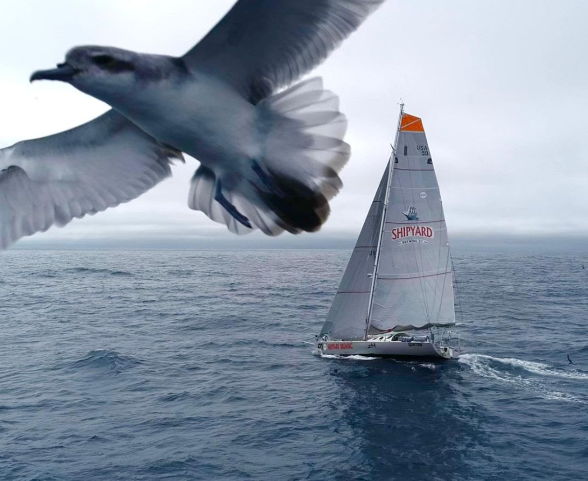 Global Solo Challenge: A relentless chase and the rising stars